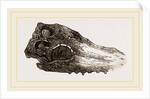 Skull of Crocodile Fossil by Anonymous