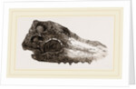 Skull of Crocodile Fossil by Anonymous