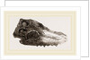 Skull of Crocodile Fossil by Anonymous