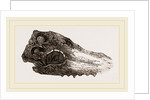Skull of Crocodile Fossil by Anonymous