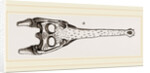 Head of Gavial by Anonymous