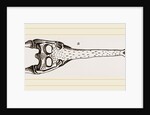 Head of Gavial by Anonymous