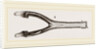 Head of Gavial by Anonymous