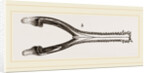 Head of Gavial by Anonymous