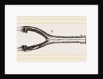 Head of Gavial by Anonymous