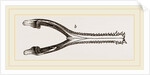 Head of Gavial by Anonymous