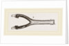 Head of Gavial by Anonymous