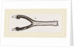 Head of Gavial by Anonymous