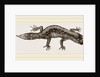 Banded Gecko by Anonymous