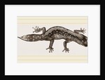 Banded Gecko by Anonymous