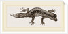 Banded Gecko by Anonymous
