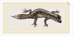 Banded Gecko by Anonymous