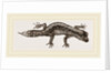 Banded Gecko by Anonymous