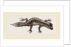 Banded Gecko by Anonymous