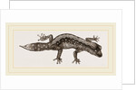 Banded Gecko by Anonymous