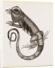 Common Inguana by Anonymous
