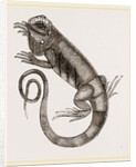 Common Inguana by Anonymous