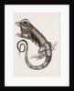 Common Inguana by Anonymous