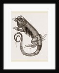 Common Inguana by Anonymous