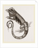 Common Inguana by Anonymous