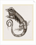 Common Inguana by Anonymous