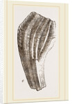 Teeth of Iguanodon by Anonymous