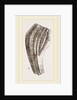 Teeth of Iguanodon by Anonymous