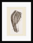 Teeth of Iguanodon by Anonymous