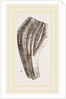 Teeth of Iguanodon by Anonymous