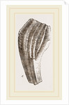 Teeth of Iguanodon by Anonymous