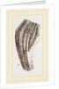 Teeth of Iguanodon by Anonymous