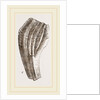 Teeth of Iguanodon by Anonymous