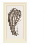 Teeth of Iguanodon by Anonymous