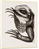 Head of Iguana by Anonymous