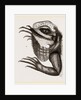 Head of Iguana by Anonymous