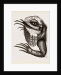Head of Iguana by Anonymous
