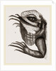 Head of Iguana by Anonymous