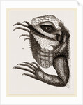 Head of Iguana by Anonymous