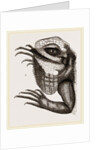 Head of Iguana by Anonymous