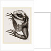 Head of Iguana by Anonymous