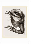 Head of Iguana by Anonymous