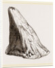 Nasal Horn of Iguanodon by Anonymous