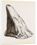 Nasal Horn of Iguanodon by Anonymous