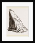 Nasal Horn of Iguanodon by Anonymous
