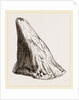Nasal Horn of Iguanodon by Anonymous