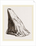 Nasal Horn of Iguanodon by Anonymous