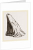 Nasal Horn of Iguanodon by Anonymous
