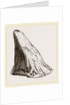 Nasal Horn of Iguanodon by Anonymous
