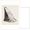 Nasal Horn of Iguanodon by Anonymous