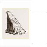 Nasal Horn of Iguanodon by Anonymous